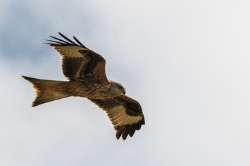 flying Red kite, Milvus milvus in the mountains