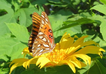 Gulf Fritillary butterfly on yellow flower in Florida nature, closeup © natalya2015