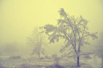Fototapeta premium Mysterious winter foggy landscape. Isolated solitary broad leaf trees in fog, gloomy landscape, glaze ice and rime . .