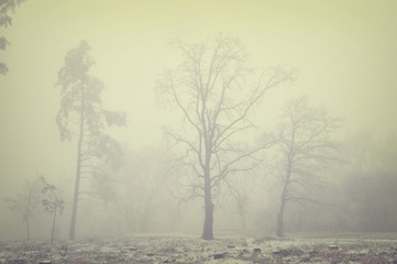 Mysterious winter foggy landscape. Isolated solitary broad leaf trees in fog, gloomy landscape, glaze ice and rime . .