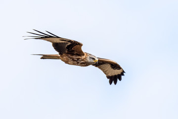 flying Red kite, Milvus milvus in the mountains