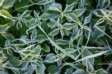 green leaves of plants covered with snow frost with sunlight background image
