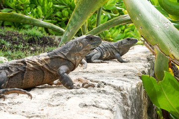 Two iguanas chillin out at the nature