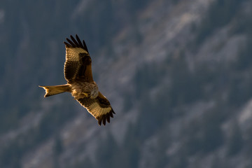 flying Red kite, Milvus milvus in the mountains
