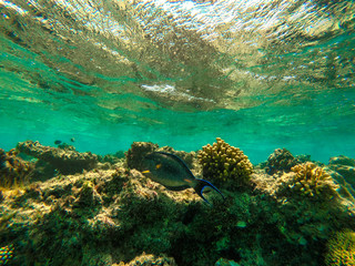 Underwater photo of ocean 