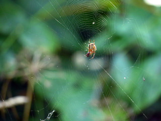 spider on web