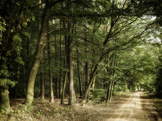 Fototapeta premium Broad leaf trees forest along ground road at early autumn day, green leafs, tree trunks, forest floor. Czech Republic,Europe. .