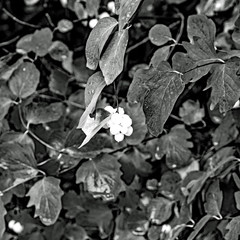 OLYMPUS DIGITAL CAMERA - WHITE BERRY