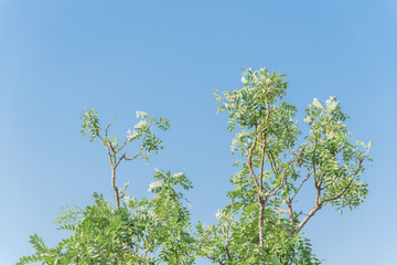 Sophora japonica flower blooming on tree under blue sky in Vietnam
