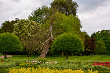 tree in the garden cut to mushroom shape