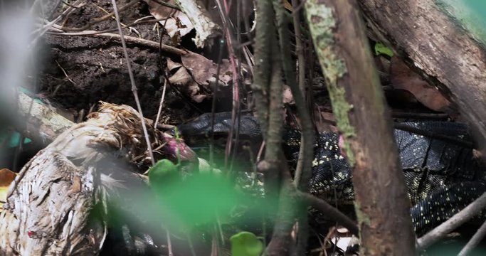 Not a big varan eats a dead heron. Flies fly around. It is trying to tear a piece. Varanus salvator ssp. bivittatus. Biawak. Two-striped Water Monitor