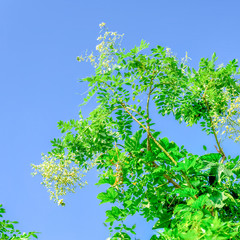 Sophora japonica flower blooming on tree under blue sky in Vietnam
