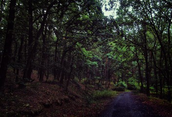 Fototapeta premium Forest road in broad leaf trees forest,forest floor, tree trunks. .
