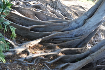 Tulips closeup macros fields purple red pink white yellow