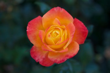 Tulips closeup macros fields purple red pink white yellow