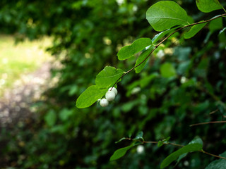 OLYMPUS DIGITAL CAMERA - WHITE BERRY