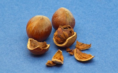 Heap of fresh hazelnuts on light blue background with soft defocus