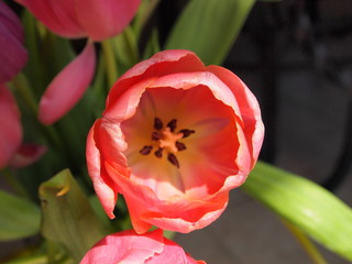 Fototapeta premium Tulips closeup macros fields purple red pink white yellow