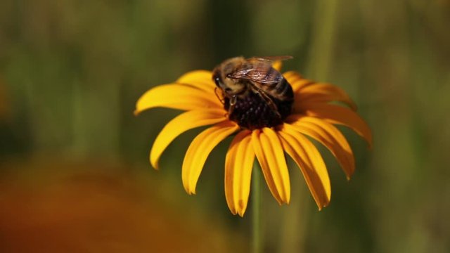 Eine Biene sammel Honig - Film