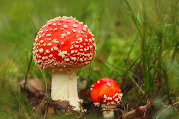 Two fly agaric in the autumn forest.