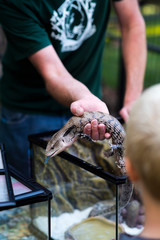 blue tongue skink being shown to children at petting zoo, kids touching large lizard, summer camp activities, wildlife rescue