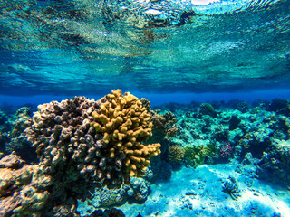 Underwater photo of coral reef and free space for your decoration 