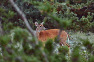 Wild deers outdoors in forest eating grass fearless beautiful and cute