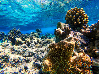 Underwater photo of coral reef and free space for your decoration 