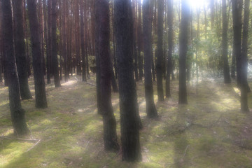 Leśny widok