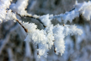 branches are covered with hoarfrost