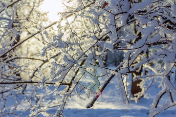branch with autumn leaves with hoarfrost