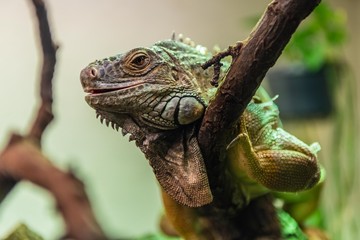 Green Iguana