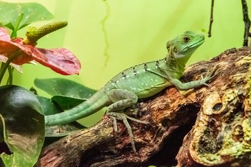 Green Basilisk