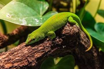 Naklejka na ściany i meble Madagascar giant day gecko