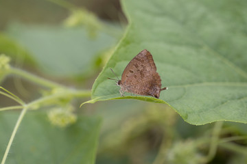 アレチウリの葉にとまるムラサキツバメ雌