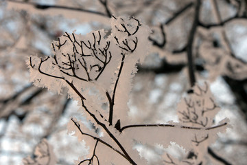 owanberry branch (Sorbus) without berries on a frost-covered branch