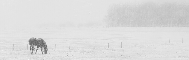 Lone Horse in Snowy Field