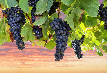 Fresh ripe red wine grapes before harvest in a vineyard at a winery - obrazy, fototapety, plakaty