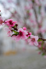 Blumen und Pflanzen am Wanderweg „Rota Vicentina“ (Historischer Weg, Fischerweg) im Süden von Portugal  