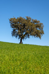 Baum an der &bdquo;Rota Vicentina&ldquo; (Historischer Weg, Fischerweg) im S&uuml;den von Portugal 