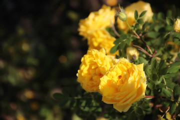 Climbing yellow roses closeup on blurred background, Persian Yellow, Foetida Persiana