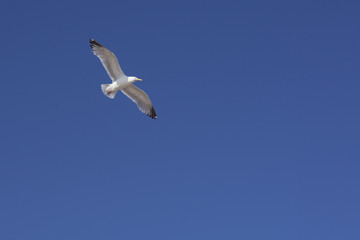 bird in flight