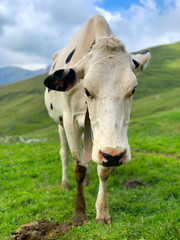 Cow grazes in the Italian Alps