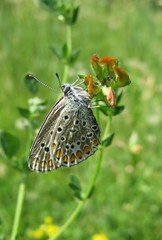 Beautiful polyommatus butterfly on lotus corniculatus flowers in the meadow, closeup 