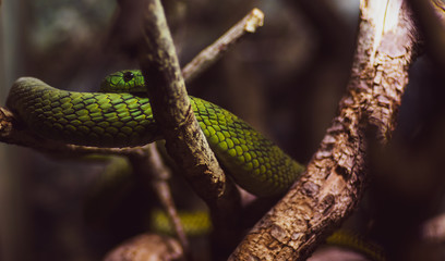A green mamba snake on a tree