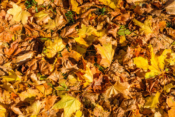 Background of yellow fallen maple leaves