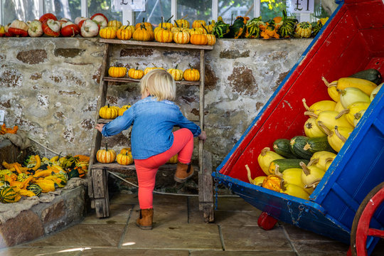 little girl pumpkin shopping