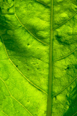 Green leaf texture