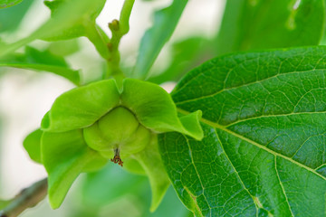 fruiting persimmon tree, newly set fruit, fruit set persimmon tree, young fruit tree, spring fruit set