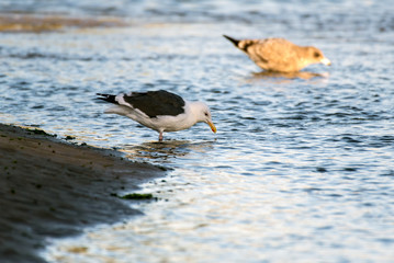 Southern California Seagulls roosting along the sandy shore of the beach as morning light illuminates the water while foraging in the shallow water.